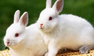 兔子吃桑叶吗 兔子吃桑叶的吗