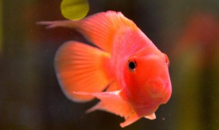 冷水鹦鹉鱼怎么养 冷水鹦鹉鱼如何养