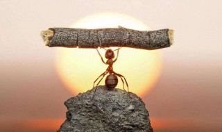 蚍蜉撼大树是什么意思 什么是蚍蜉撼大树