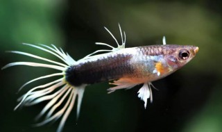 孔雀鱼如何杂交新品种 怎么杂交孔雀鱼