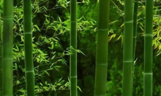 竹子根的消灭方法妙招 竹子根如何消灭