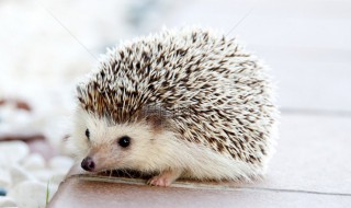 白家是什么仙 白家是什么