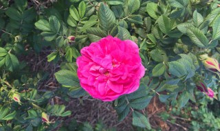 玫瑰汁怎么清洗才干净 玫瑰汁清洗干净方法