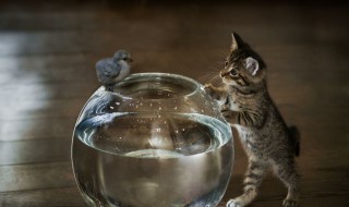 水缸怎么清洗最干净 水缸如何清洗最干净