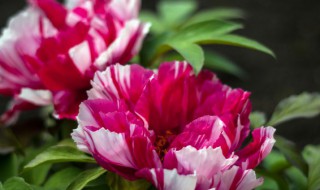 洛阳牡丹花期 关于洛阳牡丹花期