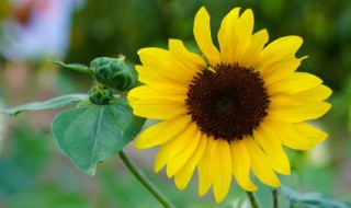 向日葵几点开花 向日葵什么时候开花