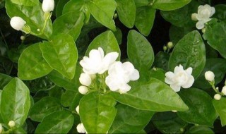 茉莉是什么意思 什么是茉莉