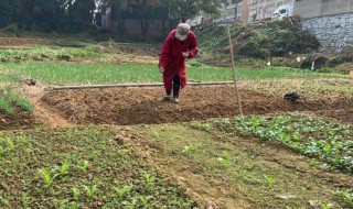 秋天种什么蔬菜 在秋天可以种哪些菜