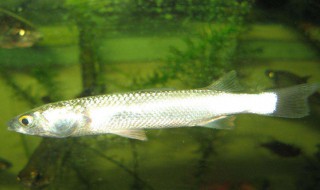 广东钓乌头鱼秘方 钓乌头鱼的饵料