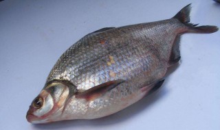 钓鳊鱼技巧 如何钓鳊鱼