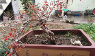 刚挖野生枸杞盆栽方法 野生枸杞如何盆栽