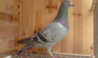 白天抓鸽子最好的方法 抓鸽子的最快方法