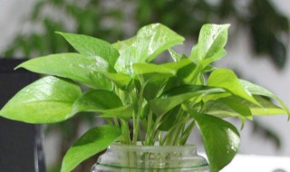 绿萝怎样水培种植 需要把握这三点