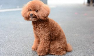 三个月泰迪吃什么 养狗应该喂什么