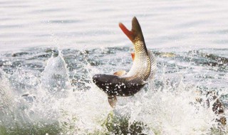 南方冬天钓鲫鱼方法 南方冬天钓鲫鱼的方法技巧详解