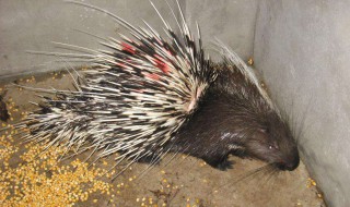 豪猪和猪是近亲吗 豪猪和猪一样吗