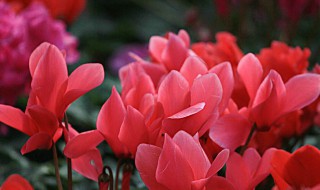 冬季养什么花 这三种花让阳台春意盎然