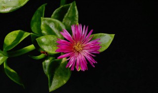 牡丹吊兰的栽培技术 养花技术