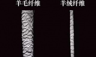 羊毛与羊绒的区别 有下面七点区别