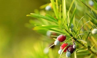 红豆杉煮水喝每天吃多少 不要自己随便服用