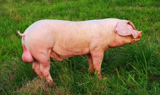 猪精怎么采集怎么稀释 了解清楚