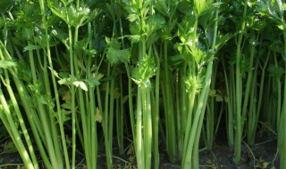 移栽芹菜一穴要几棵 几月份种植