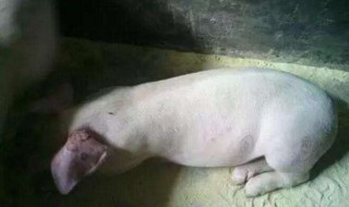 猪得脑炎的症状 猪得脑炎的症状及措施