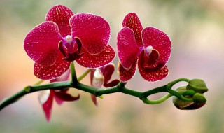 蝴蝶兰可以水培吗 让我来告诉你