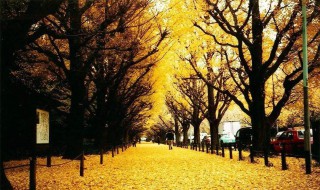 银杏创意拍摄技巧 银杏画中画怎么拍摄出来