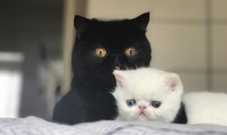 黑色白爪是什么猫 黑猫白爪是什么品种