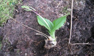 岩芋介绍 岩芋简介