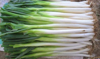 一根大葱多重 大葱简介