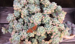 小米星多肉怎么爆盆 花盆都放不下