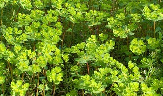 猫猫眼草的功效 猫猫眼草的功效是什么