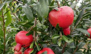 石榴树最怕什么农药 石榴树最怕农药和施肥时期