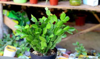 蟹爪兰适合什么花盆 高的还是低的好