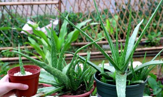 芦荟几月开花 它的花是什么样的