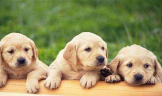 怎样养好狗 如何养好狗