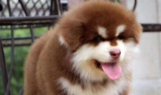 人犬年龄转换公式 狗狗相当于人几岁