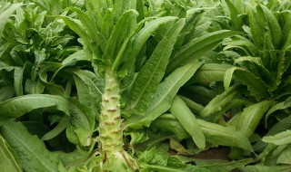 秋莴笋施肥有绝招 怎么选对化肥