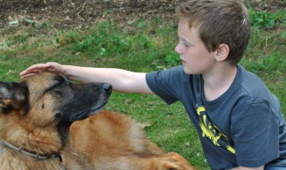 狗看不起主人的表现 这5个表现代表它没有把你当主人