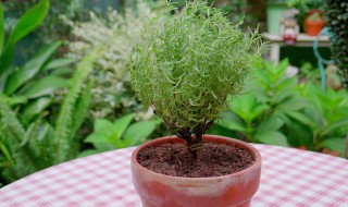 苏打水能救盆土板结吗 怎么解决土壤板结