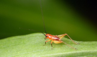 蟋蟀进屋叫是什么征兆 蟋蟀还称为什么