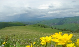 伊犁州行政区划 伊犁州是新疆维吾尔自治区的5个自治州之一