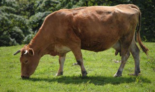 养什么母牛最好 教你选母牛的技巧