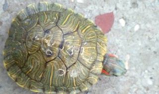 乌龟死了为什么要放三天 关于乌龟的注意的问题