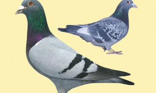 养几只鸽子最好 鸽子怎么养