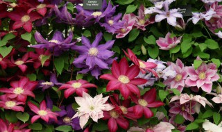 适合南方养的铁线莲 两种植物