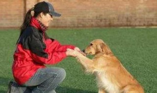 怎么才能让狗狗听话 怎么养狗才能很听话