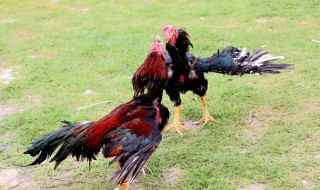 斗鸡品种 斗鸡好的品种有哪些